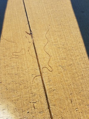 Horsehair Worms Found Along Bike Trail After a Rain