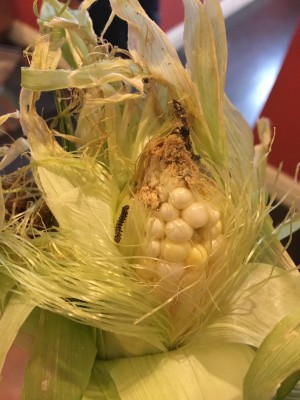 Reader Discovers Caterpillars in Corn