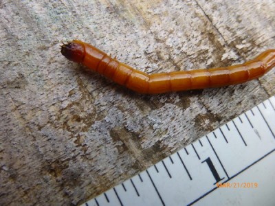 What are Segmented Worms With Hard Exoskeletons?