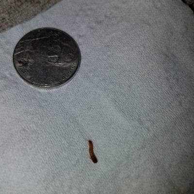 Worm Crawling on Bathroom Floor is Carpet Beetle Larva