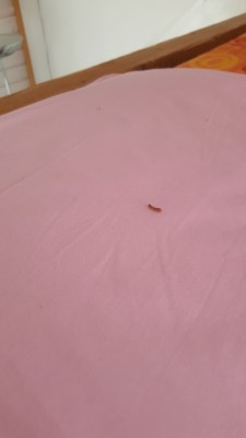 Worm On Mattress Is NOT Carpet Beetle Larva