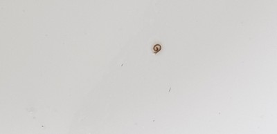 tiny worm in tub
