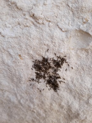 Cluster of Larvae Discovered on Limestone