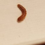 Can Carpet Beetle Larvae Harm Humans?