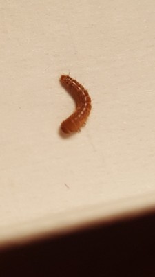 Worm on Mattress is Carpet Beetle Larva