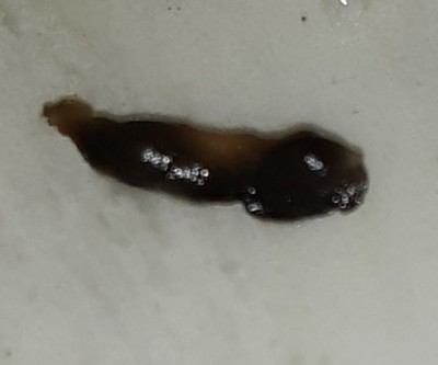 What Are Slimy Brown Worms?