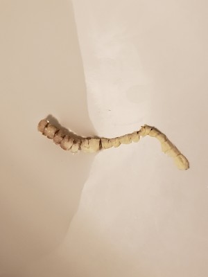 What is White Worm Discovered in Toilet?