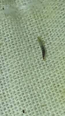 Reader Finds Flea Larvae in Bed