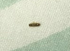 Worm on Bed a Carpet Beetle Larva or Maggot?