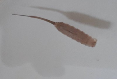 Tailed Worm Found Swimming in Bathroom is a Rat-tailed Maggot