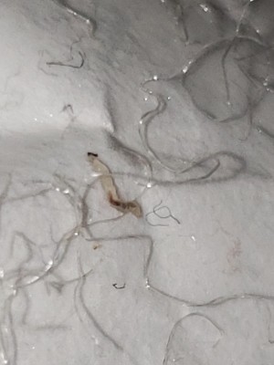 Clear Worm On Mattress Sticker May Be a Flea Larva