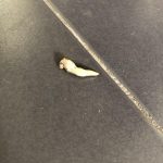 Small White Critters Found in the Bathroom: Worms or Maggots? - All
About Worms