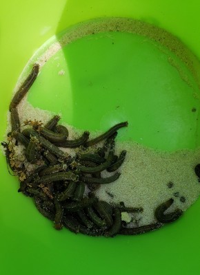 Dark Green Worms in Sandbox May be Armyworms