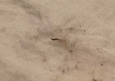 Minuscule Worms on Desk in Alabama are Flea Larvae