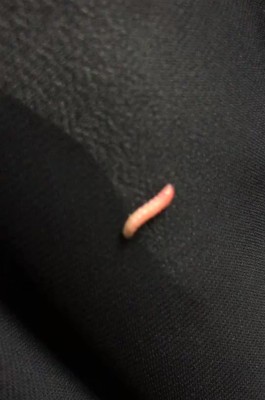 Pink Worm Found on Shirt is a Moth Larva
