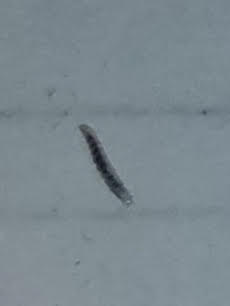 Tiny Clear Worm on Hand is a Flea Larva