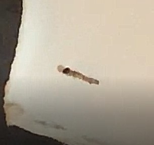 Clear Worm Found After Cuddling Dog is a Webbing Clothes Moth Larva