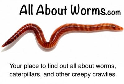 Is It a Worm? Is it a Snake?  No!  It's a Legless Skink!