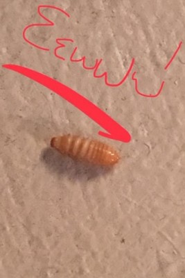 Tan & Yellow-Striped Bug in NYC Apartment is a Carpet Beetle Larva
