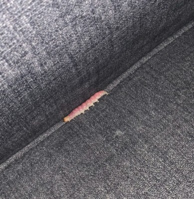 Palm Flower Caterpillars Found in this Woman's Las Vegas Apartment