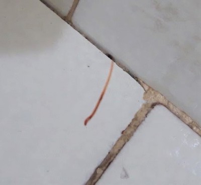 Worms Living Underneath Bathroom Tiles are Earthworms