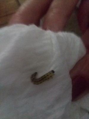 Black-Spotted Caterpillars in Woman's Couch are Figwort Sawfly Larvae