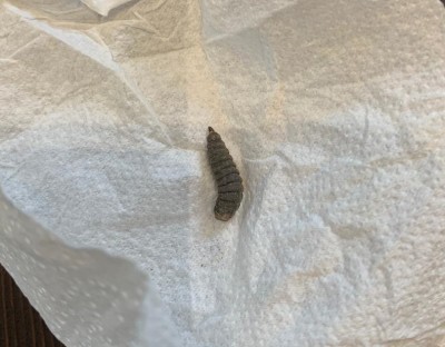 Black Soldier Fly Larvae Found Roaming this Man's Home