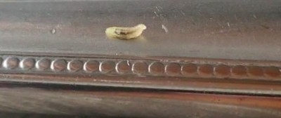 Clear Worm Crawling on Man a Flea Larva, or Something Else?