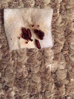 Small, Dark Brown Bugs Under Towel are Pill Bugs
