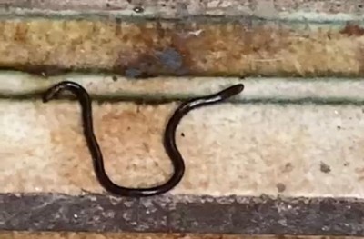 Glossy Worm Found in Bathroom is Actually a Brahminy Blind Snake
