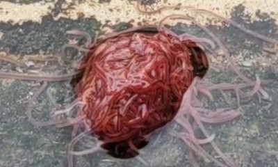 Red, String-Like Worm in Bathroom Sink is a Tubificid Worm (Tubifex Tubifex)