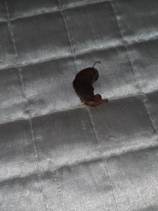 Fat, Black Larva on Bed is a Bot Fly (Botfly) Larva - All About Worms