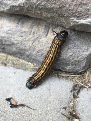 Black and Yellow Worm is an Orange-tipped Oakworm