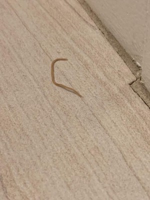 Tiny, Tan Worms in Arizona Home are Sewage Worms