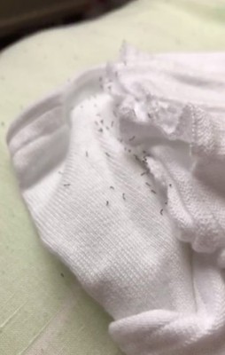 Hoard of Tiny Worms on Woman's Cardigan are Clothes Moth Larvae