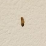 Can Carpet Beetle Larvae Live On a Human Host?