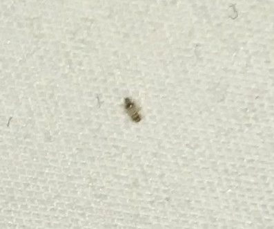 Bristly Worms on Bed are Carpet Beetle Larvae