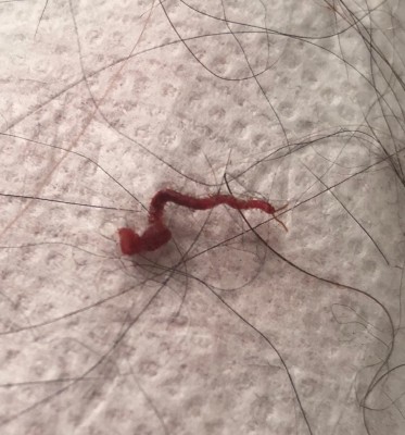 Little Red Worm Found in Bathroom is a House Centipede