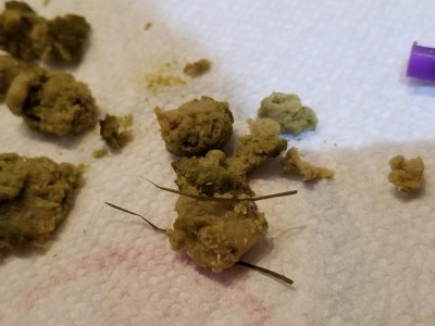 Stick Insects Discovered in Dog Vomit