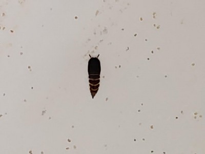 Air BnB Guest Find Two Drain Fly Pupae in the Toilet