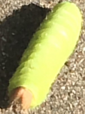 Bright Yellow-Green Caterpillar on Driveway is a Polyphemus Moth Caterpillar