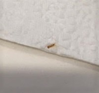 Extremely Tiny, Larva-Looking Worm on Mattress is a Carpet Beetle Larva