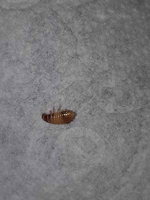 Brown & Tan-Striped Bugs are Carpet Beetle Larvae