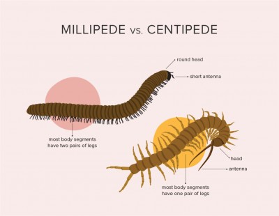 The Key Differences Between Centipedes and Millipedes