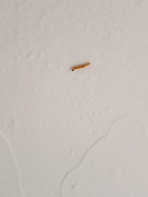 Orange Worms Found in Kitchen are Indianmeal Moth Larvae