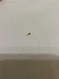Clear-White "Worm-looking Thing" in Bedroom is a Clothes Moth Larva