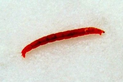 6 Nero Bloodworm ardiglione Tungsteno contorti Worm TEMOLO TROTA Flys 