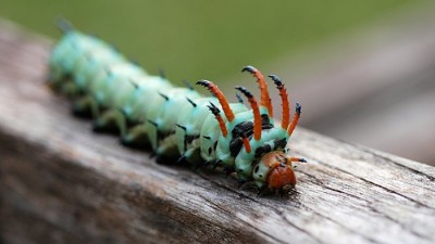 The Hickory Horned Devil: North America's Largest Caterpillar Species