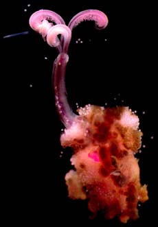 Five of the Oddest Worms On Our Planet