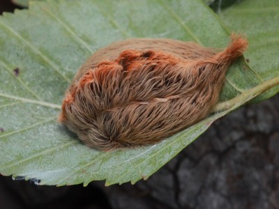 Hairy Caterpillars: Cuddly or Dangerous?